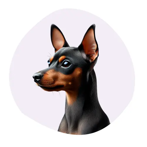 Pinscher nain